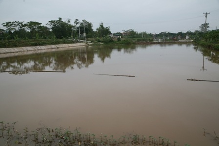 Ao cá nhà chị Phương được gia đình vớt hết cá chết