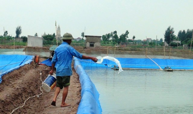 Người dân xử lý ao nuôi tôm bằng Chlorine