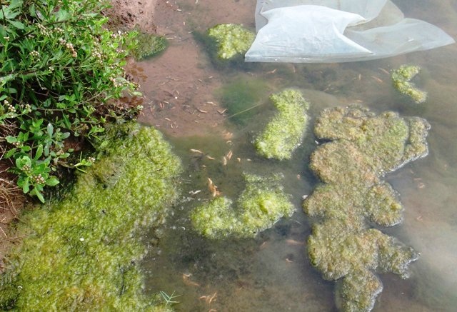 Tôm nuôi chết do bị dịch đốm trắng gây ra