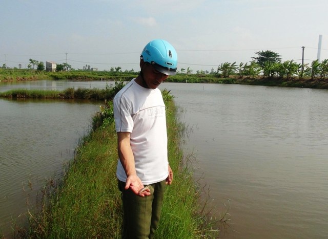 Người nuôi tôm lao đao vì nhiều ao nuôi tôm bị chết