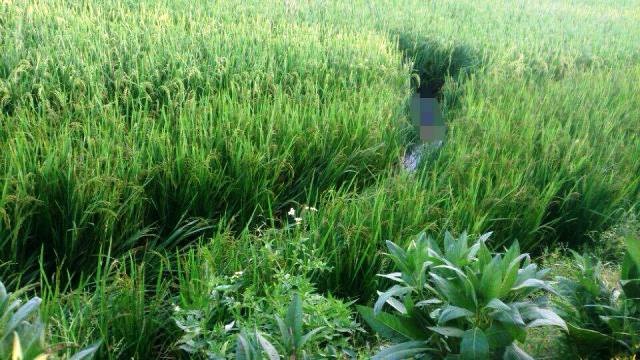 Vướng bẫy chuột trên ruộng lúa, 1 người chết thảm - 1 Hiện trường nơi phát hiện ra sự việc
