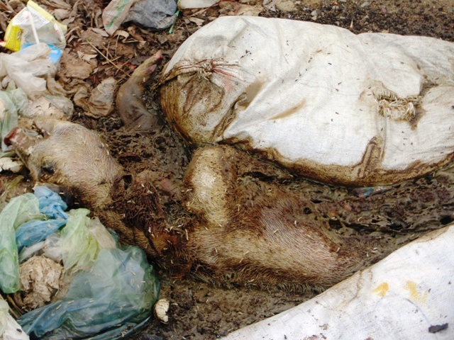 Nhiều nơi xác lợn phân hủy khiến người dân đứng ngồi không yên