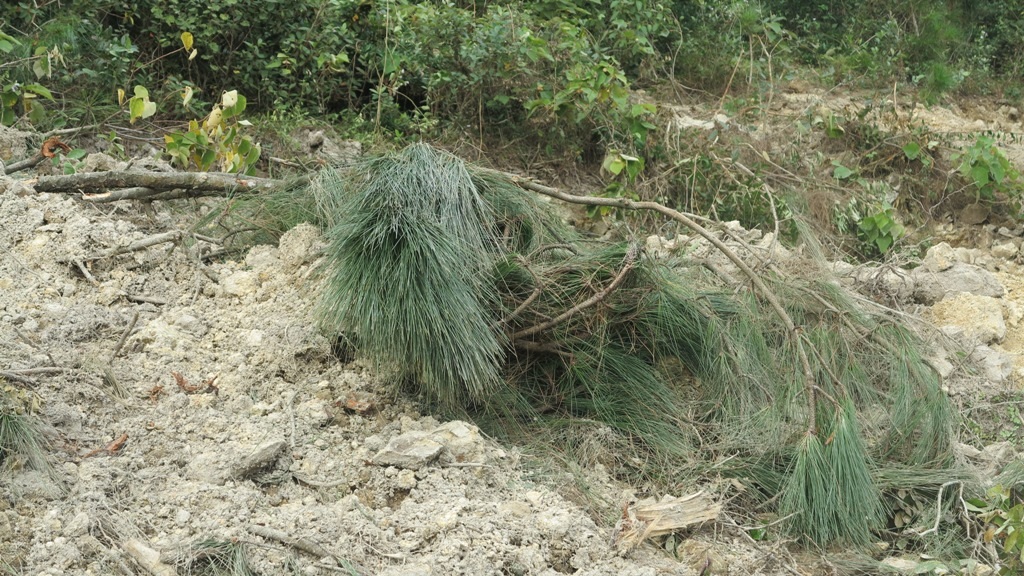 Chủ nhiệm HTX ngang nhiên lấn chiếm, xây dựng trái phép nghĩa trang trong đất lâm nghiệp - 8