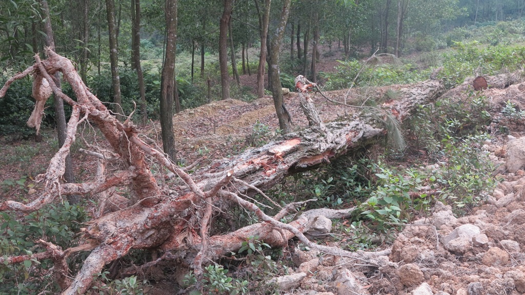 Nhiều cây cối trong diện tích đất rừng của gia đình chị Huyền bị phá hoại.