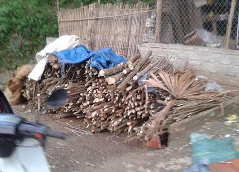 Sốt “tận thu” cây ba chạc bán cho thương lái Trung Quốc - 1 Cây ba chạc được người dân “đốn hạ” thu gom thành bãi tập kết (tại bản Hua Na, xã Châu Hạnh) để bán cho thương lái Trung Quốc.