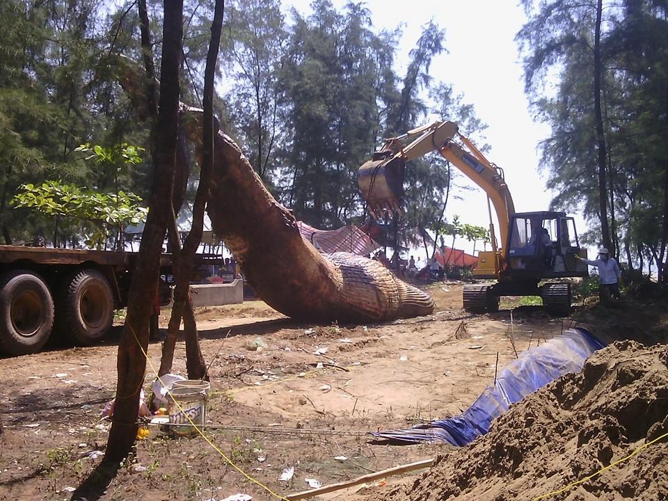 Hơn 5 giờ đội nắng chôn cất cá voi nặng gần 10 tấn - 5 Hơn 5 giờ đội nắng chôn cất cá voi nặng gần 10 tấn - 5
