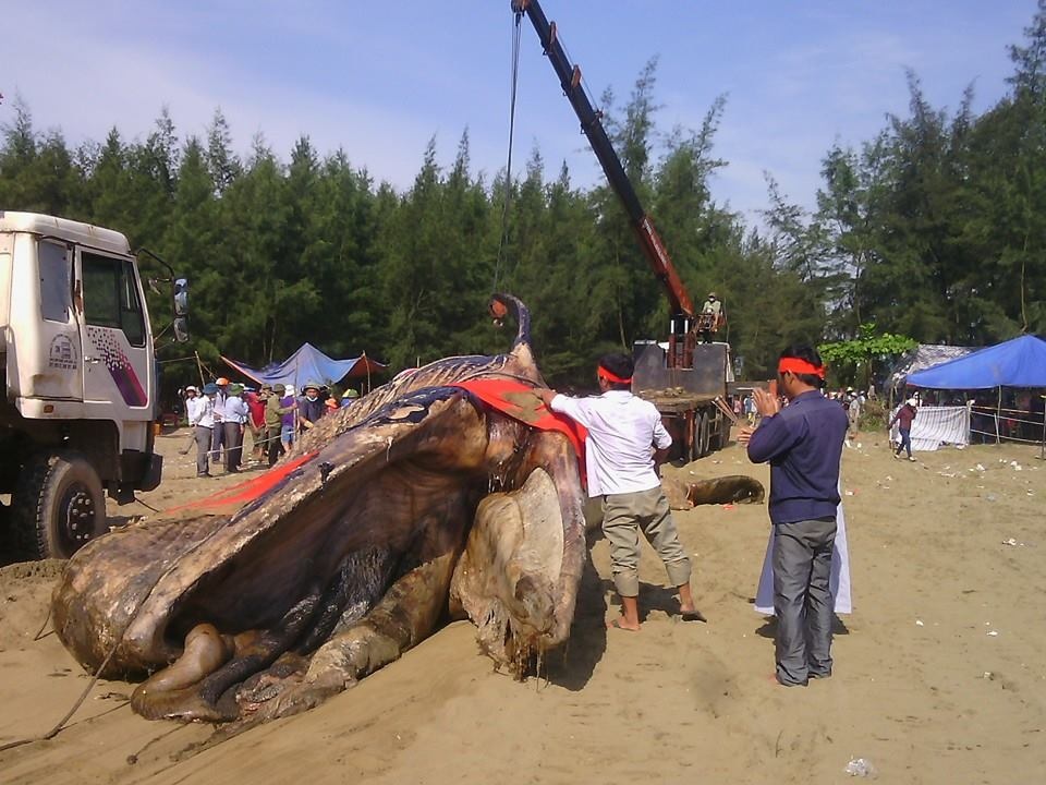 Hơn 5 giờ đội nắng chôn cất cá voi nặng gần 10 tấn - 3 Hơn 5 giờ đội nắng chôn cất cá voi nặng gần 10 tấn - 3