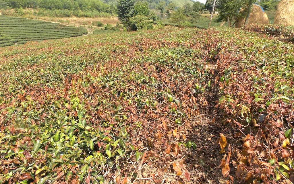 Chè cháy sém vì nắng nóng, người trồng mất trắng - 1 Chè cháy sém vì nắng nóng, người trồng mất trắng - 1