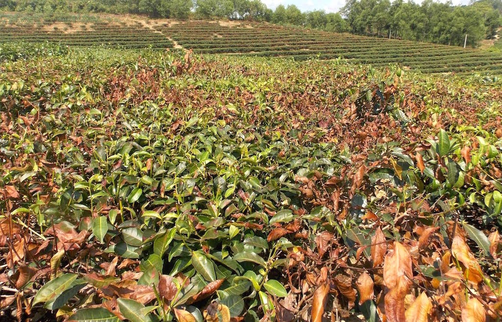 Chè cháy sém vì nắng nóng, người trồng mất trắng - 3 Chè cháy sém vì nắng nóng, người trồng mất trắng - 3