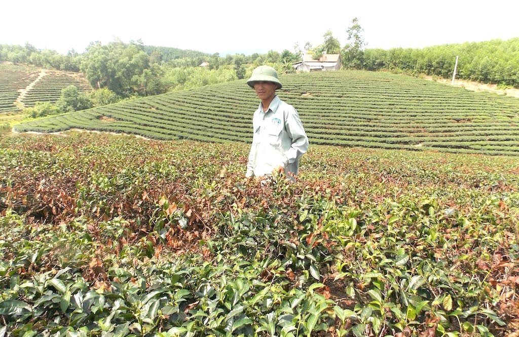 Chè cháy sém vì nắng nóng, người trồng mất trắng - 5 Một người dân lo lắng vì tình trạng chè cháy sém.
