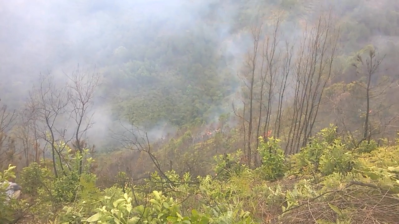 Ngọn lửa bao vây rừng thông nhiều năm tuổi.