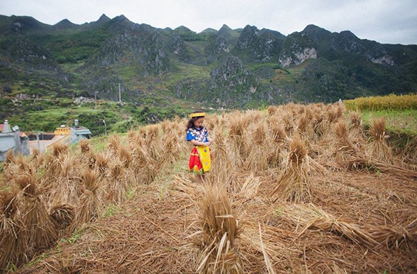 Bộ ảnh em bé 5 tuổi trải nghiệm cuộc sống trên cánh đồng Hà Giang - 4 Cô bé 5 tuổi tò mò khám phá cánh đồng lúa