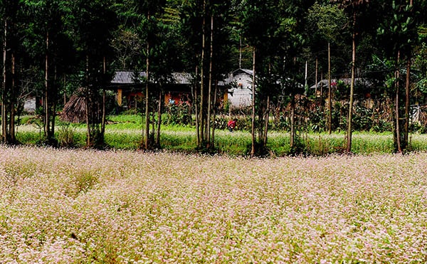 Mùa tam giác mạch Hà Giang đẹp nên thơ qua ống kính phượt thủ - 10
Những cánh đồng tam giác mạch đẹp nên thơ
