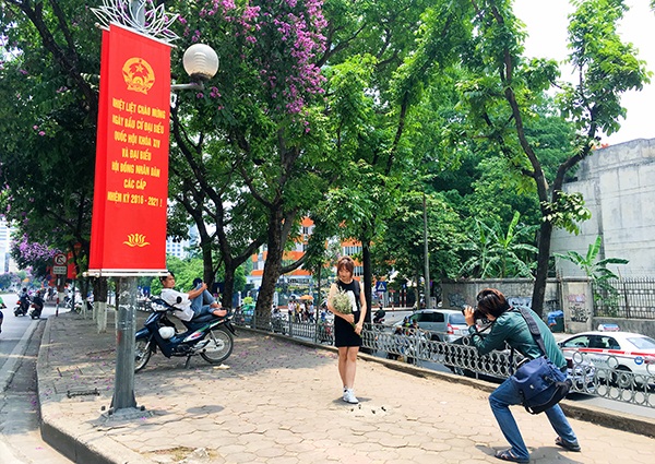 Bằng lăng tím, cánh sen hồng hút giới trẻ Hà thành ngày đầu Hè - 2 Trên đường Kim Mã, các nhiếp ảnh cũng tích cực tác nghiệp với người mẫu và hoa bằng lăng