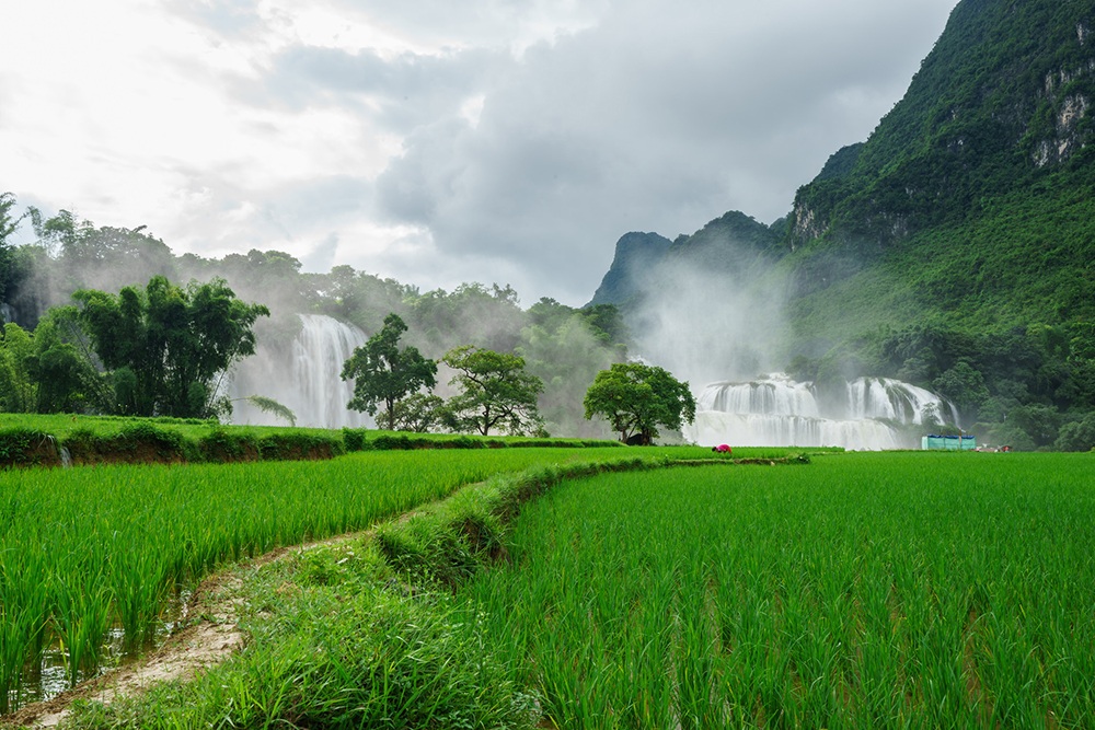 Thiên nhiên Việt Nam đẹp huyền ảo qua ống kính của 9x mê du lịch - 3 Cánh đồng lúa gần bên thác Bản Giốc.