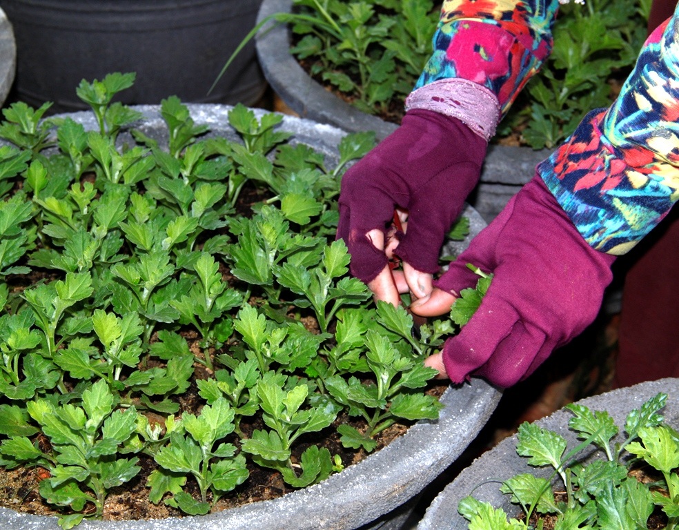 Cúc trồng được 20 thì bấm đọt, rồi dùng thuốc kích thích dễ nuôi các đọt để trồng lứa mới nhưng vẫn đạt 70% chất lượng hoa