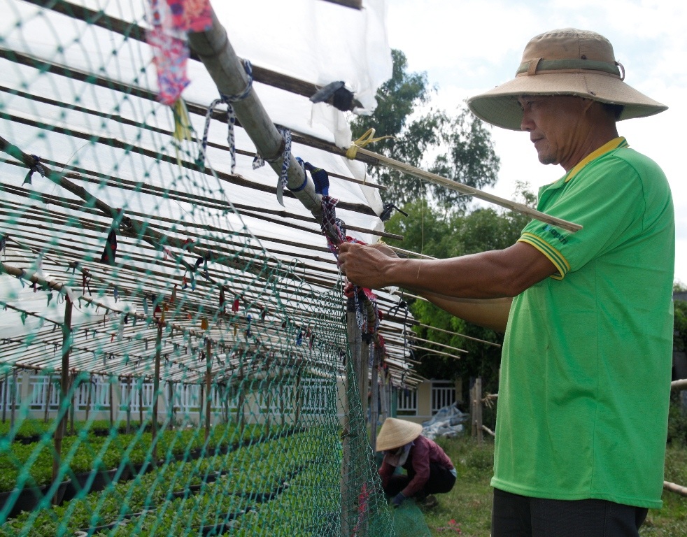 Để cho cúc phát triển tốt thời gian đầu thì phải làm nhà che nắng mưa cho hoa cúc