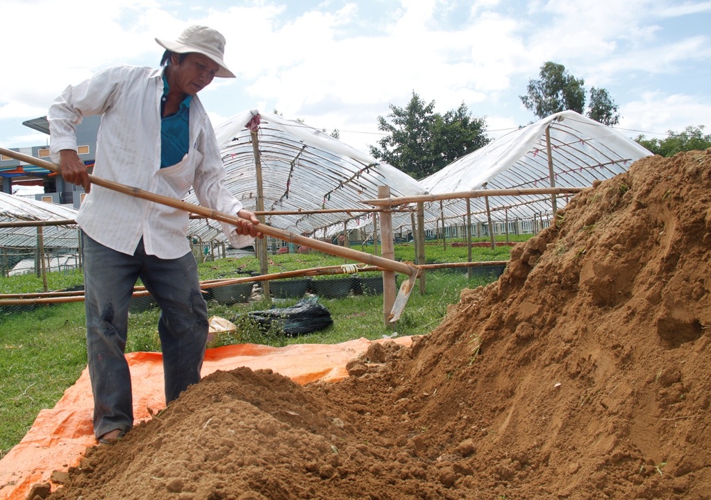 Đất trồng cúc được lấy ở các bãi bồi ven sông rồi ủ với phân bò khô sau đó cho vào chậu để trồng cúc