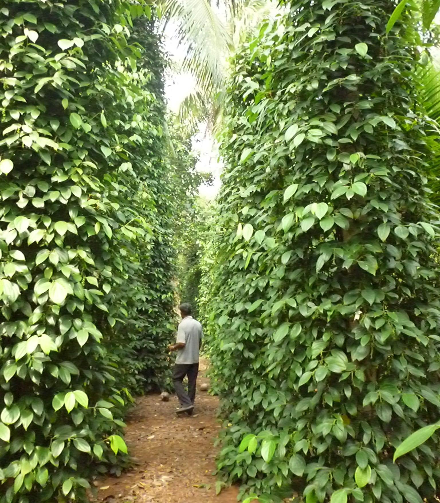 Ngoài 14ha keo và nhiều vật nuôi, gia đình ông Phạm Ngọc Thảo còn trồng trên 300 gốc hồ tiêu cho thu nhập cao