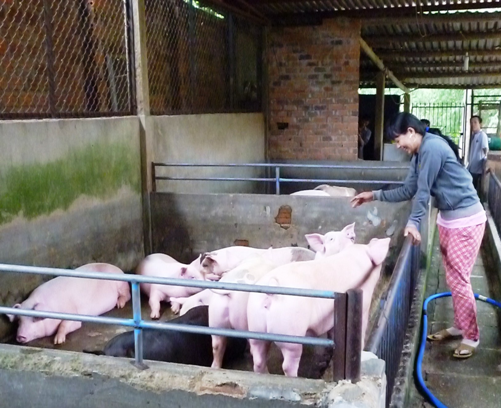 Trang trại nuôi heo của bà Bốn cho thu nhập từ 50 đến 100 triệu mỗi năm