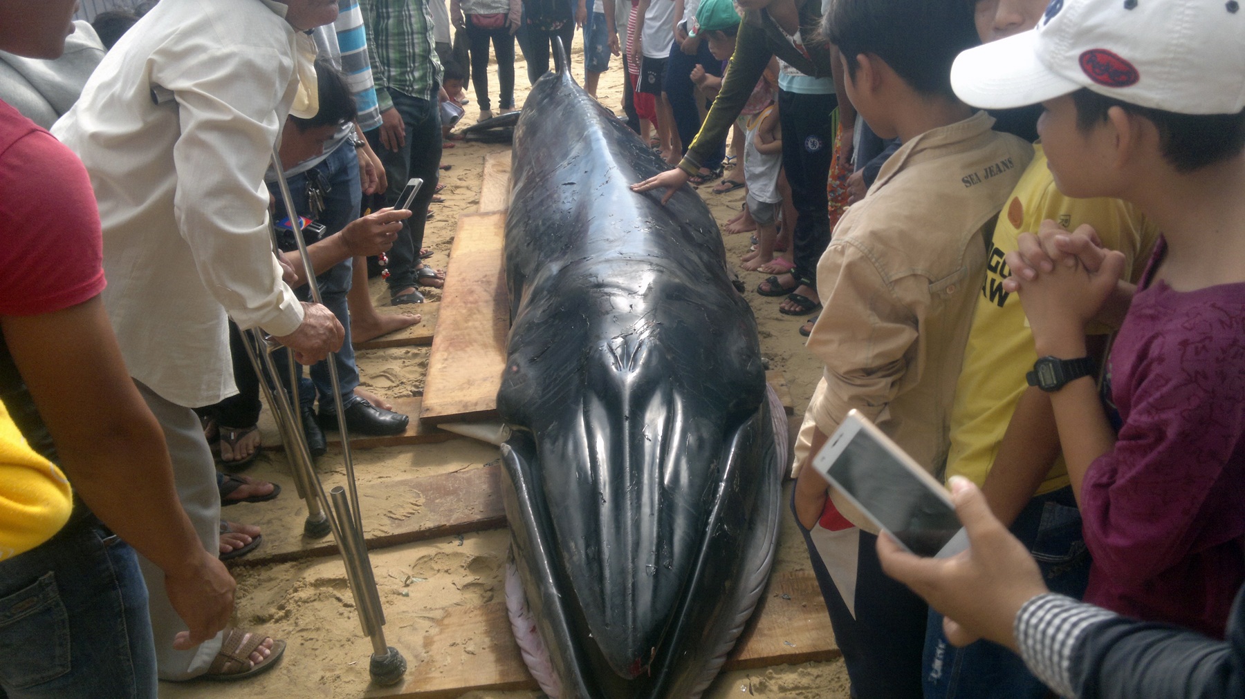 Cá voi nặng gần 2 tấn, dài 6 mét lụy bờ biển thôn Mỹ Quang Nam, xã An Chấn, huyện Tuy An, Phú Yên