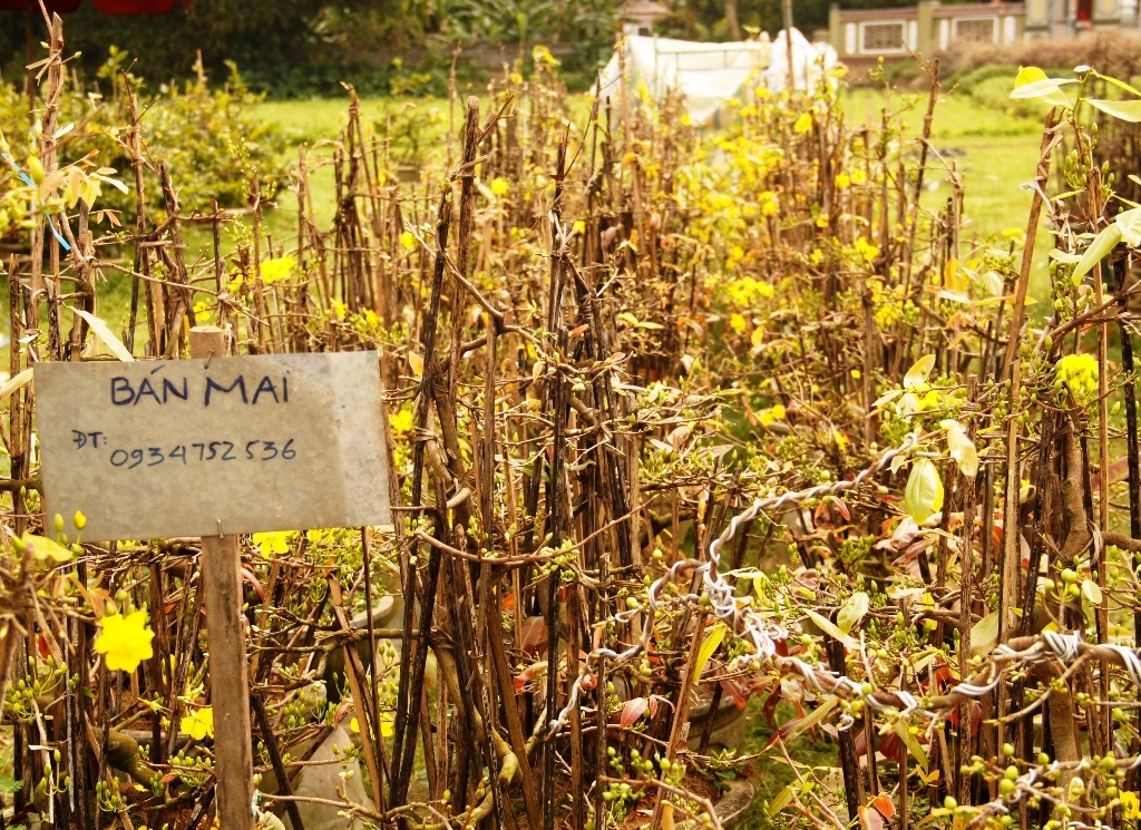 Nhiều nhà vườn vừa tốn tiền thuê đất để bày bán mai nhưng chẳng có khách đến mua