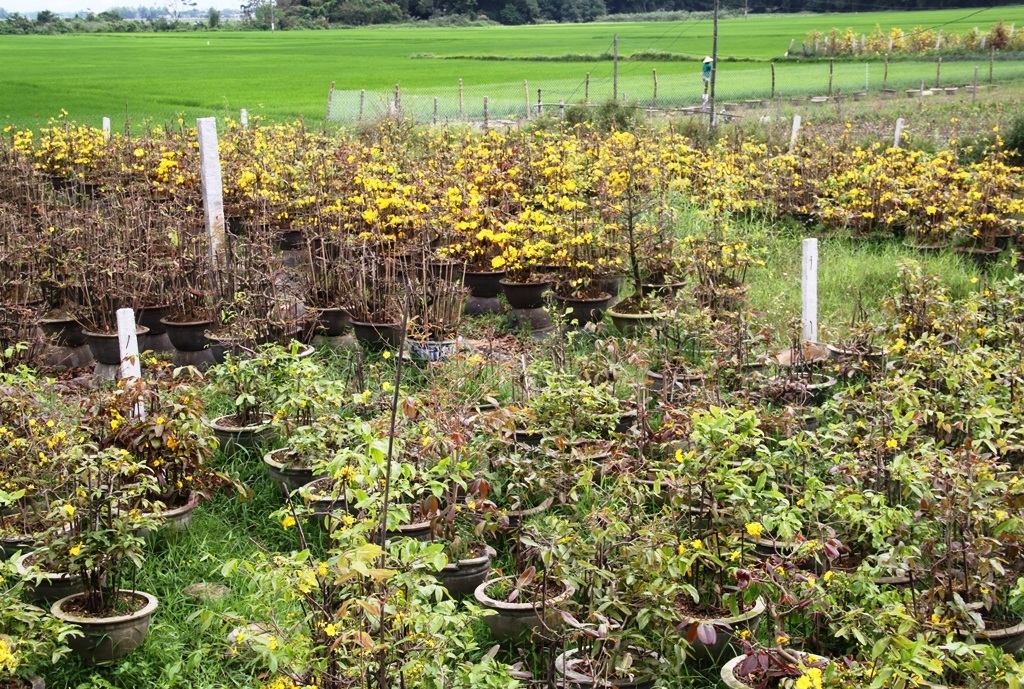 Mai "cười" vàng rực, người trồng mai khóc thầm - 6