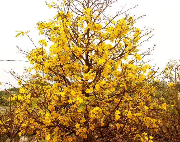 Nhà vườn mất Tết vì mai vàng nở sớm