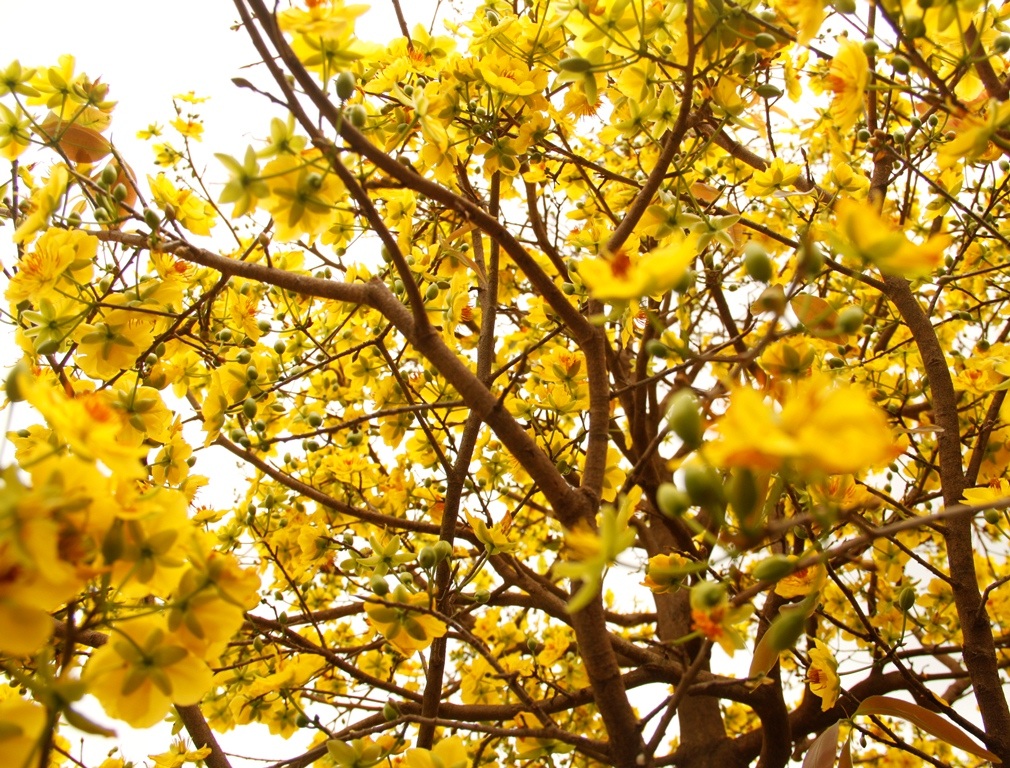 Mai "cười" vàng rực, người trồng mai khóc thầm - 4