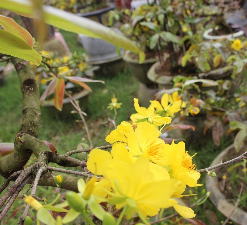 Mai "cười" vàng rực, người trồng mai khóc thầm - 7