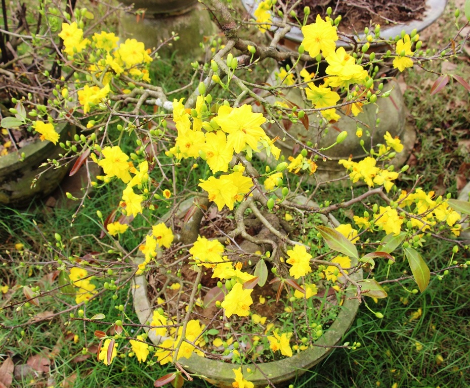 
Mai đón Tết sớm khiến các nhà vườn điêu đứng.
