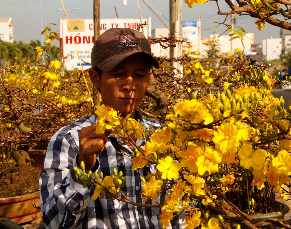 
Năm nay, người mua mai từ các nhà vườn về bán kiếm lời đang đứng trước nguy cơ lỗ nặng vì mai nở vàng rực trước Tết.
