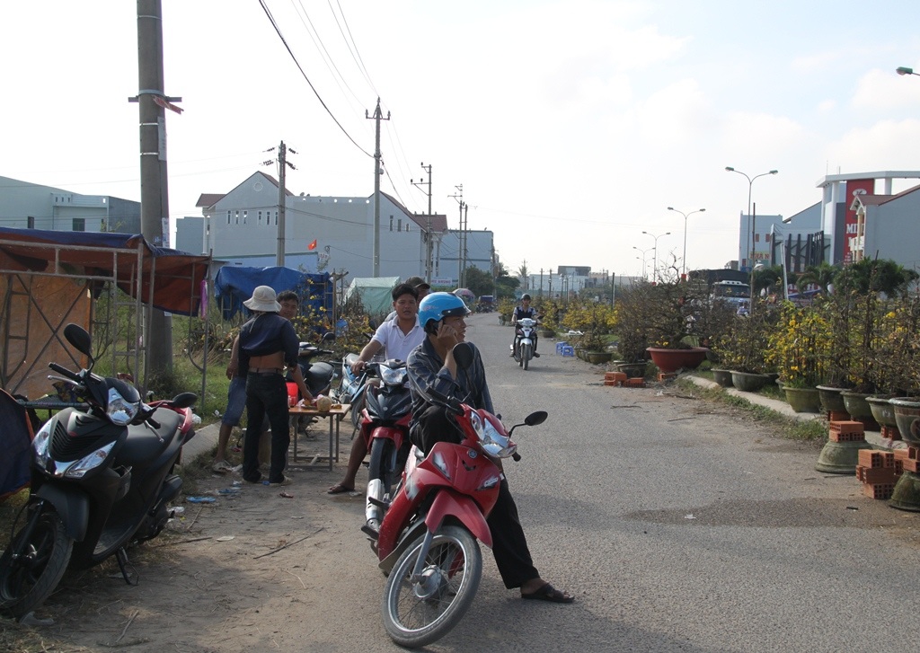 Người buôn mai tại Bình Định thấp thỏm như ngồi trên đống lửa