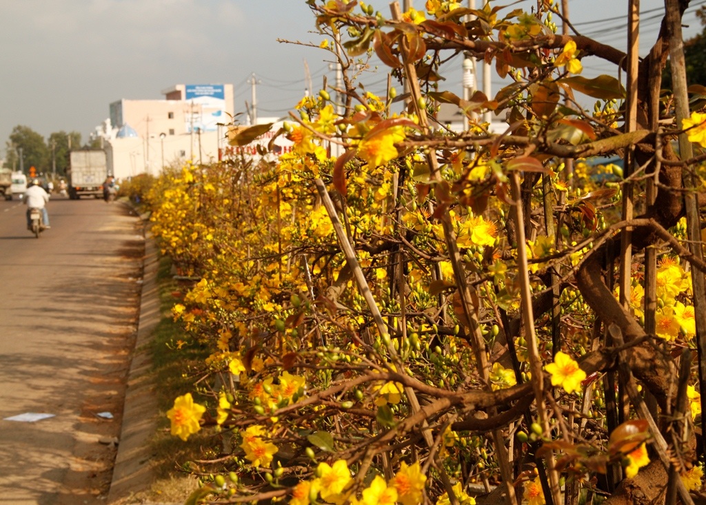 Mai nở vàng rực trước Tết, dân buôn "khóc ròng" lo mất vốn - 3