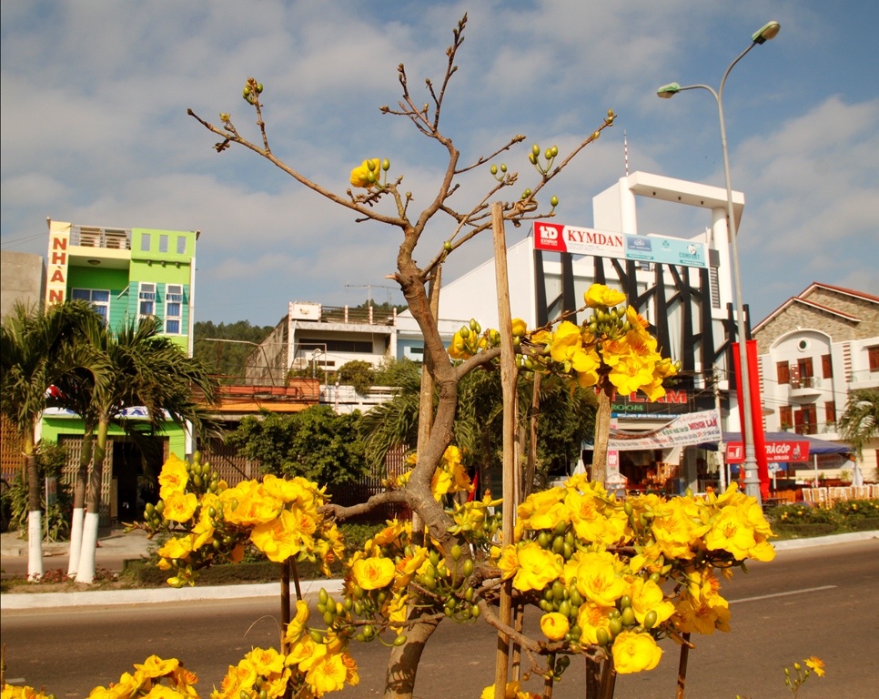 Mai nở vàng rực dọc quốc lộ 1 đoạn qua huyện Tuy Phước, tỉnh Bình Định