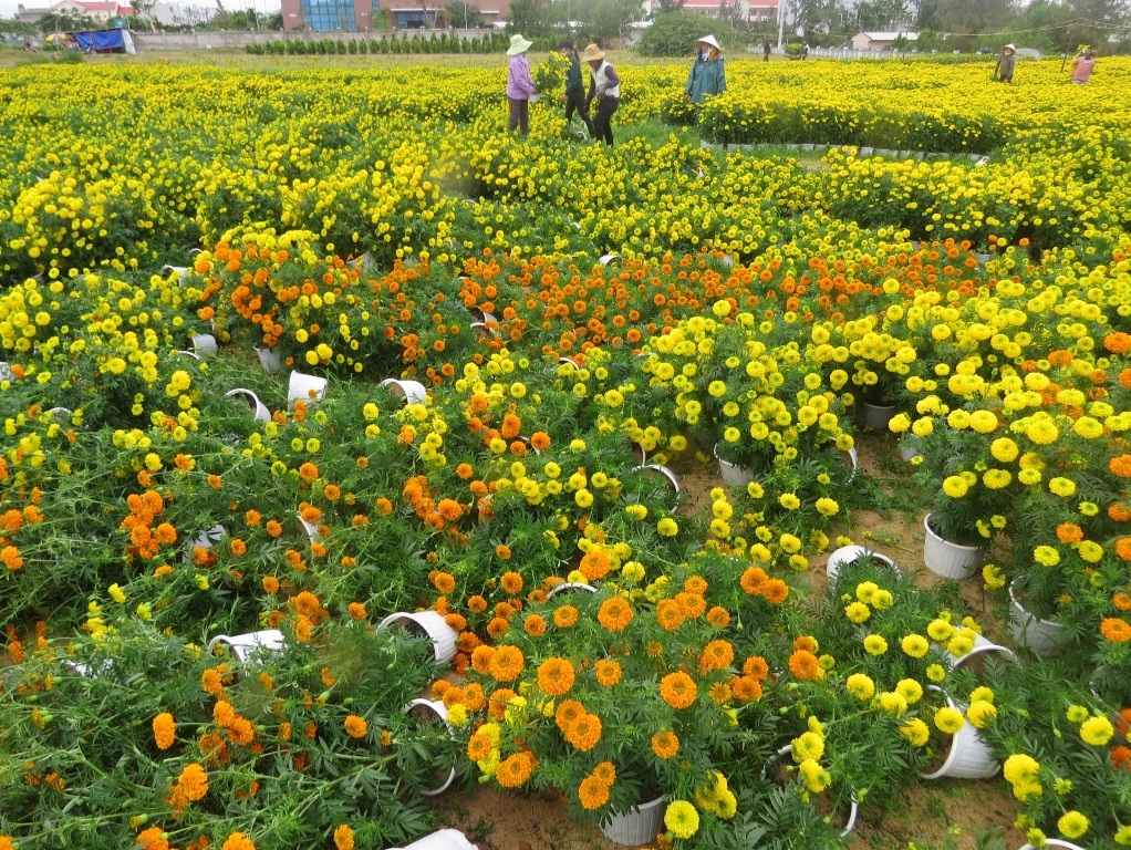 
Hàng vạn chậu cúc vạn thọ đổ rạp vì gió giật, mưa mạnh bất thường
