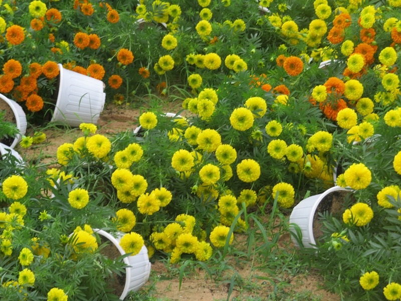 Gió giật bất thường, hoa Tết tan tác - 2