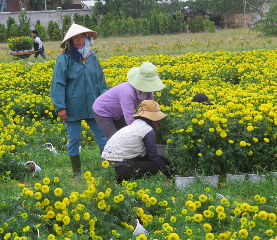 Nhà vườn đang dựng lại những chậu hoa bị gió quật đổ