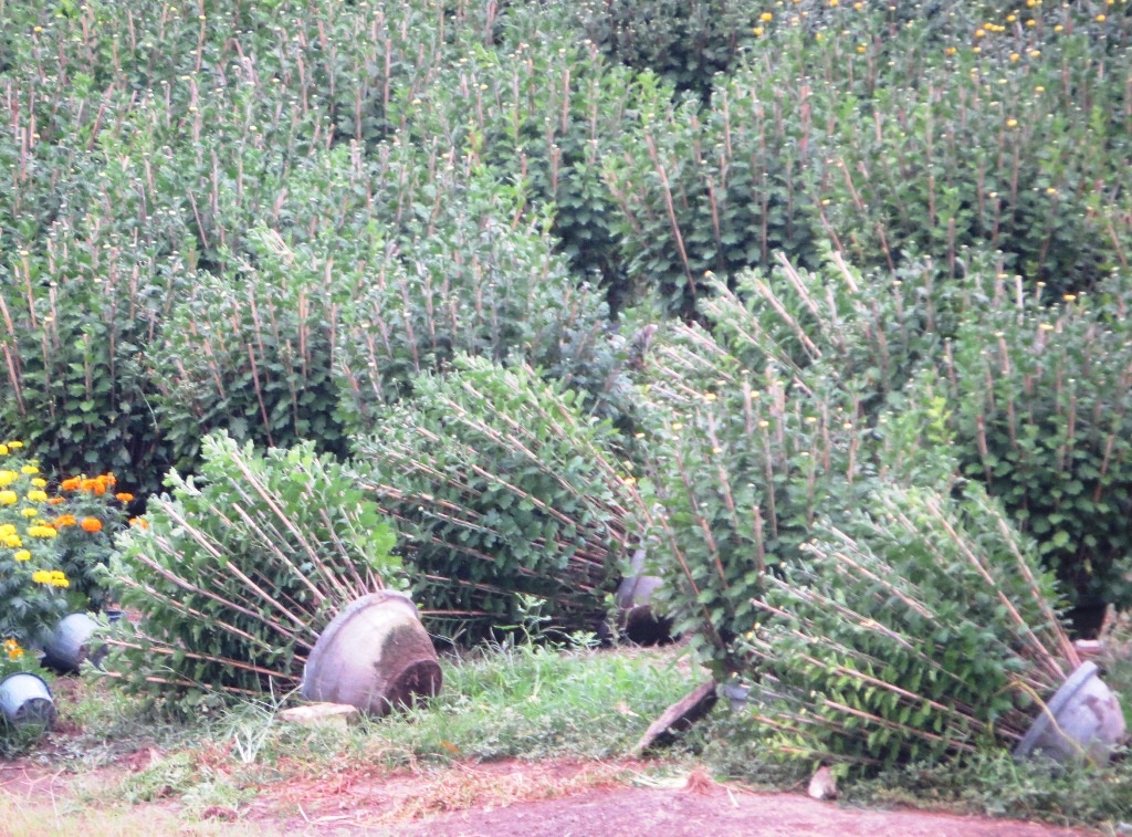 Những chậu cúc pha lê bị gió quật đổ 