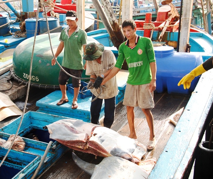 Câu được cả bạch tuộc nặng vài tạ