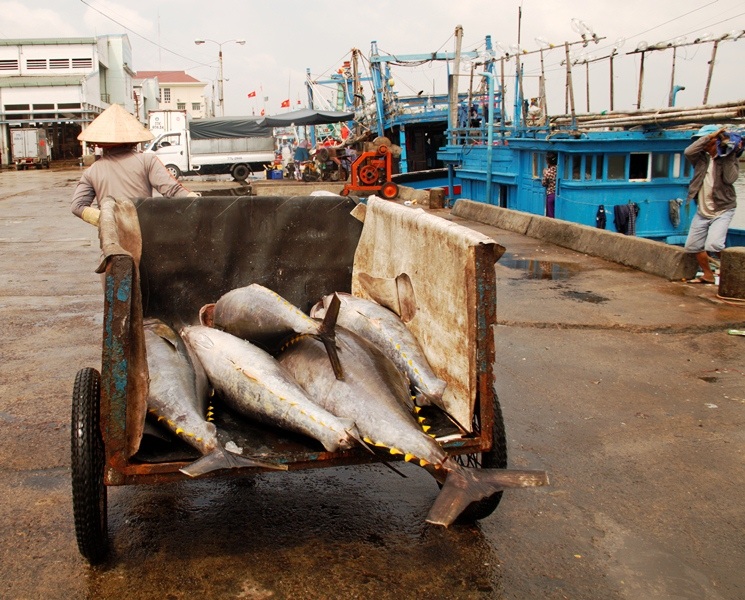 Thương lái ép giá cá ngừ đại dương - 5