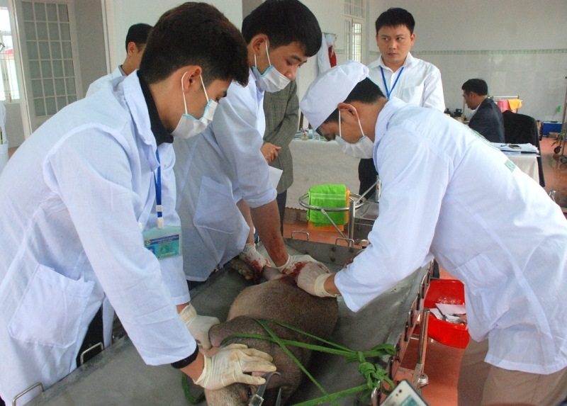 Bình Định: 73 thí sinh đoạt giải nhất trong Hội thi tay nghề ngành Nông nghiệp - 3
Lần đầu tiên Bộ NN-PTNT thiến, hoạn lợn con vào nội dung thi