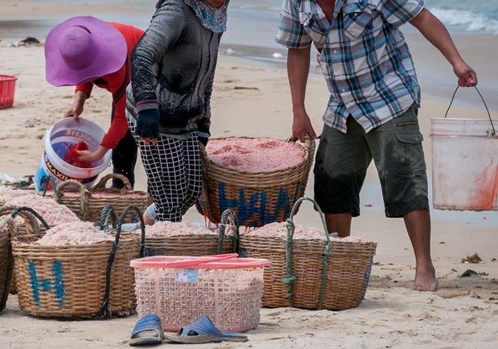 Kết luận của Viện Paster Nha Trang cho thấy 3 loại phẩm màu thu của người dân nghi dùng nhuộm ruốc có 1 loại phẩm màu có chất độc hại cho sức khỏe nếu sử dụng lâu dài.