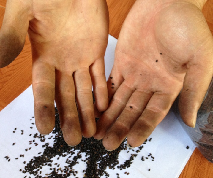 
Xoa hạt mè trên tay thấy tay ám màu đen.
