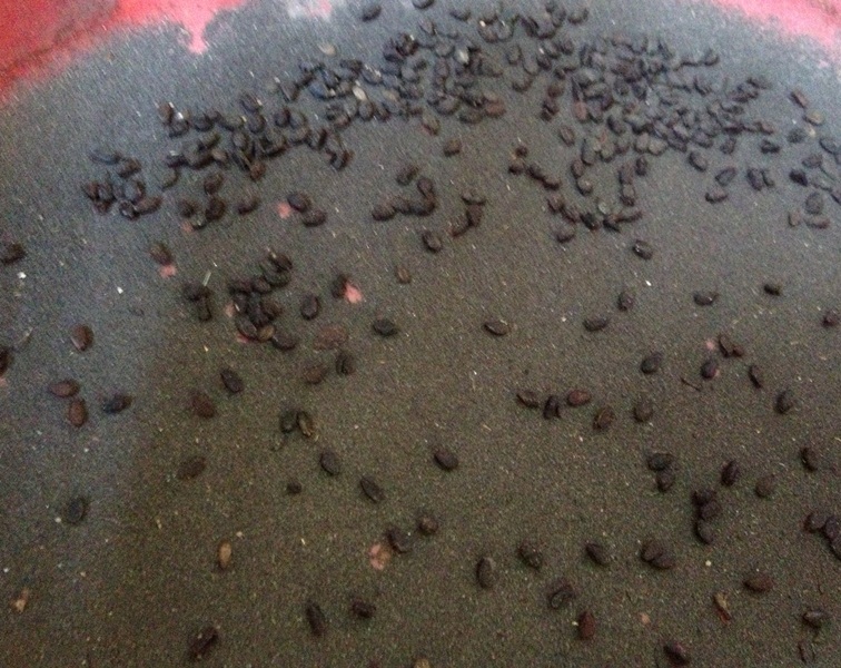 
Ông Đ. ngâm 1kg mè trong chậu nước. Sau khi để lắng, ông đổ hết nước phía trên thì còn đọng lại dưới đáy chậu một lớp cặn màu đen.
