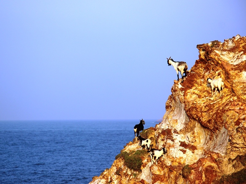 
Những chú dê leo tận đỉnh Eo Gió nhởn nhơ gặp cỏ
