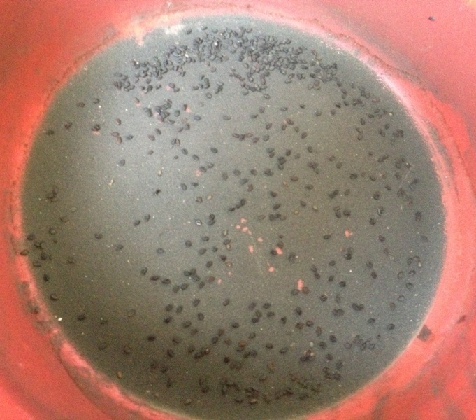 
Mè đen (hạt vừng) sau khi ngâm nước lắng lại lớp cặn màu đen.
