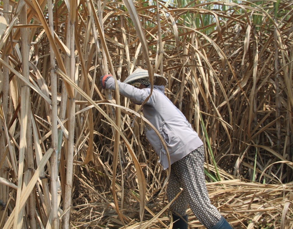Nông dân huyện Phú Hòa (tỉnh Phú Yên) đang thu hoạch mía vì sợ cháy dù chưa có lệnh nhà máy về thu mua