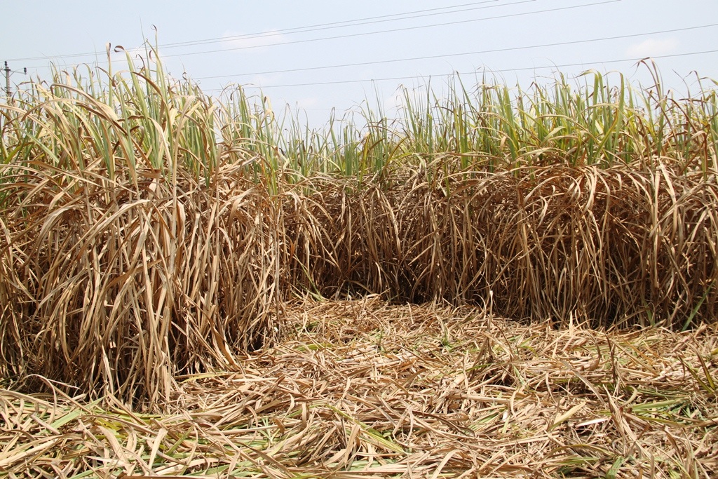 
Nhà máy chậm thu mua, nhiều diện tích mía cháy khô ảnh hưởng đến năng suất
