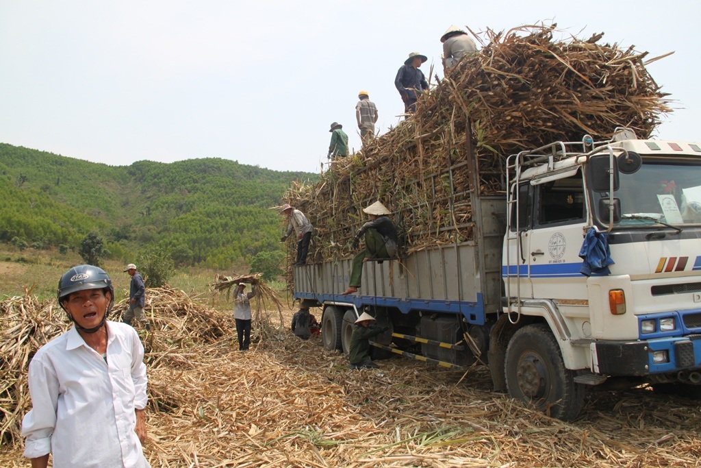 Hơn 12 trưa, giữa cái nắng chang chang ông Thành cùng các nông dân tranh thủ bốc mía lên xe để chở đến nhà máy
